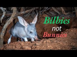 Bilbies Not Bunnies | Protecting Australia's Easter Bilby