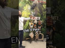 Pets on EMI #ahmedabad #guligulipetshop #dogs #puppies #freeflightparrot #birds #dogshop
