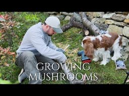 Mushroom plugs 🍄 Growing our own mushrooms 🍄