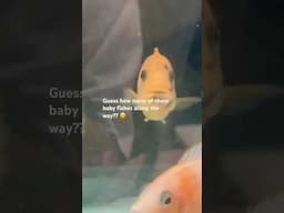 So much fish fry along the way #shortvideo  #fish  #shortsfeed  #aquarium  #shorts