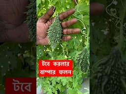 টবের গাছে বাম্পার করলা হবে