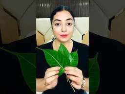 इस पत्ते से दूर होते है 222 असाध्य रोग #shorts #shortsviral #healthtips