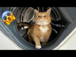 All Orange Cats Share The Same Brain Cell 😂 Funny Cat Videos 2025
