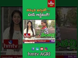 Terrace Gardening Tips And Advantages : తక్కువ ఖర్చుతో... టెరస్ గార్డెనింగ్‌! | hmtv Agri #nelatalli