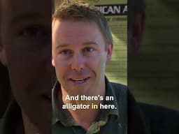 Ranger Extracts Alligator Stuck In Burrow 😧 #shorts #alligator #reptiles