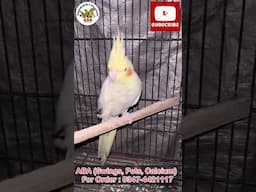 Week Egg Shell (kacha Anda), Cocktail Breeding #birds #lovebirds #arhambirdsplanet #pakistanibirds