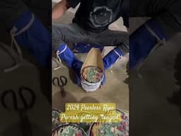 2024 Peerless Ripe Pu-erh Cake getting "tonged" #yunnantea #puerh