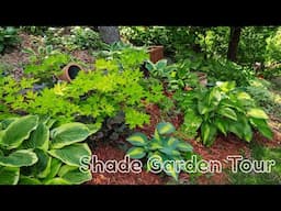 Shade Garden Tour in Late May 🍃Minnesota, zone 4b/5a 🌿🍃 hostas, brunnera, lungwort & more