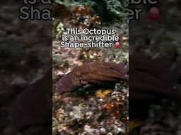 🐙 The Octopus has a real-life superpower -Shapeshifting! #Octopus #AnimalFacts #oceanwildlife