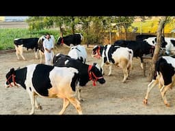 Pure ABS,Demark Breed || 45 Liter milk per day || Gurwinder Dairy Farm