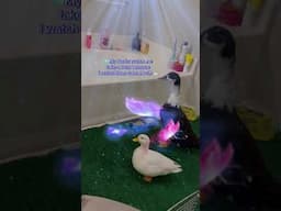 My evening routine as an actual Fairy