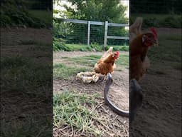 A poisonous cobra snake attacked hen and cubs! #shorts #animals #viralvideo