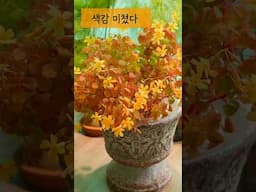 오늘 베란다 미쳤다 진짜ㅋㅋ 이 꽃 조합 뭐냐고요 #하쿠의정원