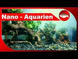 Nano-Aquarium für Zwerggarnelen einrichten - Umgestaltung des Beckens - Aquaristik