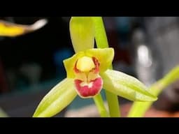 Địa lan víp, ĐIỂM SƯƠNG XUÂN, ĐẠI HOÀNG CÁNH THỦY TIÊN, LAN KIẾM PHAN TRÍ - LAN RỪNG LÂM ĐỒNG