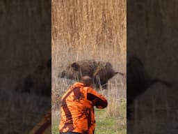 Huge Wild Boar Encounter | Dev Domuzla Karşı Karşıya #hunting #wildboar