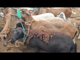 VENTA DE ANIMALES DE CORRAL EN EL TRÁNSITO SAN MIGUEL EL SALVADOR ON ✔ ✅