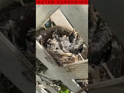 Why Is This Mama Robin So Mad at Me?