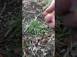Why I don’t remove dandelions from my gardens (NOT WHAT YOU THINK!) #gardeningtips #organic