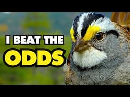 Why This Bird Deserves Your Attention | How A Sparrow Made Its Song Trend
