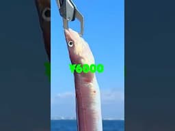 Catching Japans MOST EXPENSIVE EEL!  😳💰 #fishing