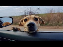 Mother Dog Cried, Put Her Head In The Car, Begging Humans to Help Her Newborn Cubs
