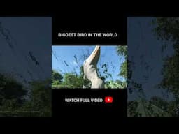 Giant Birds #amazinganimals #wildlife #wildlifeentertainment #biggestbirds #nature #birds