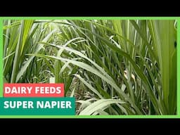 Types of Dairy feeds and the Super Naipier Grass
