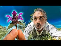This Plant is All Around You and Its Medicine will Amaze You!