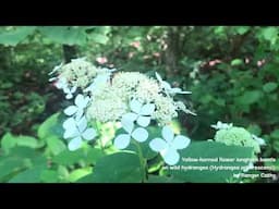 Flowers And Their Pollinators