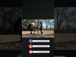 Test Your Horse’s Groundwork. Crossing over and crossing under is a great example of that. #horse