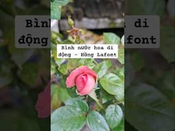 Hoa hồng La font được mệnh danh là bình nước Hoa di động : thơm dịu, thành, ngọt và sâu