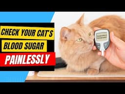 How To Test Your Cat's Blood Glucose At Home😺 Painless & Stress-Free
