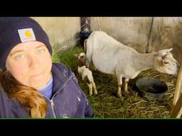 More Lambs, Less Sleep | Farm Life VLOG