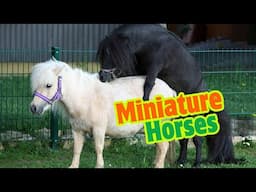 Tiny Horses, Big Stories! Breeding, Care & Fun Facts Inside 🐴✨