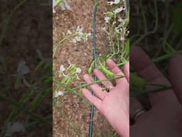 Did you know RADISH plants are 100% edible