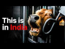 The HIDDEN lives of India's Sacred Cows