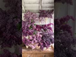 The very last of the lilacs of the season. #lilacs #ayearinflowers