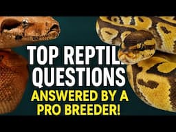 Top Reptile Questions Answered by a Pro Breeder!