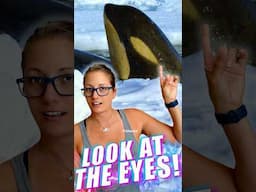 The World's Smallest Orcas Have Unique Eye Patches #shorts