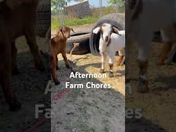Afternoon farm chores. #slowliving #gardening #pigfeed #honeybriarfarmstead