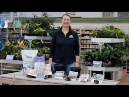 PETITTI | Starting Dahlias & Other Tender Summer Blooming Bulbs Indoors