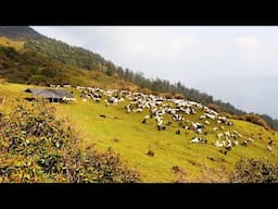 Himalayan shepherd people from Nepal || @ruralnepalquest