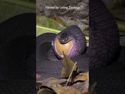 Snake superpower of eating large food items, egg-eater eats a large egg