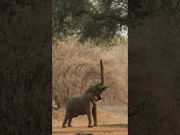 Mana Pools Magic! #shorts #elephant #manapools #zimbabwe