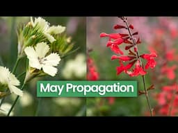 What Can You Propagate Right Now in Late Spring/Early Summer?