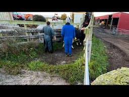 Trucking 21 Cattle Off To The Sale Yards
