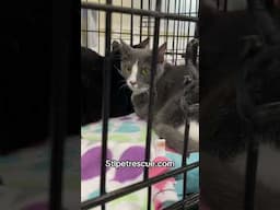 Petsmart Pet Adoption Event - Orange Cats, Kitten Season, Spicy Cats