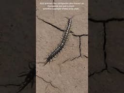 Insect body blue print #wildlife #animalscience #animals #scientificjourney #evolution