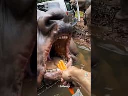 #wildlife #wildbeast #wtf #wow #help #scary #pets #animals #shorts #fyp #cat #dinosaur #puppy  #lol